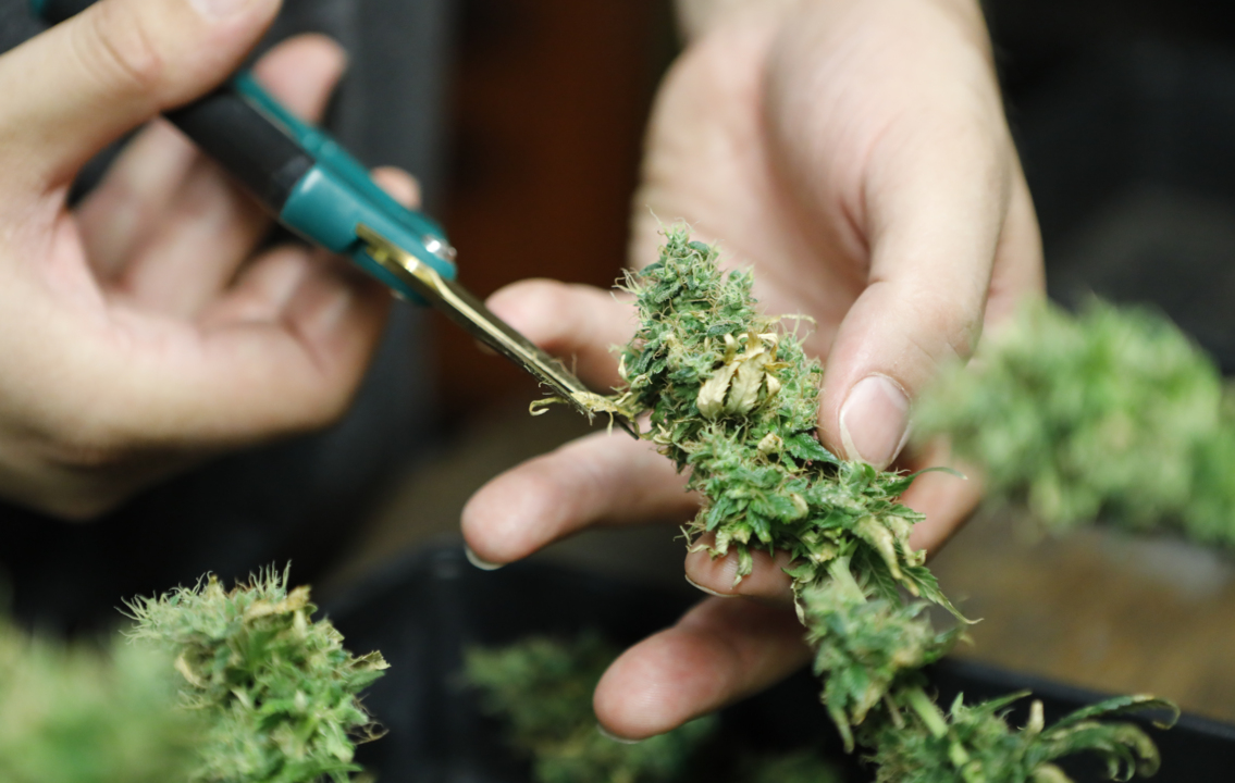 Growing hemp legally in Kansas