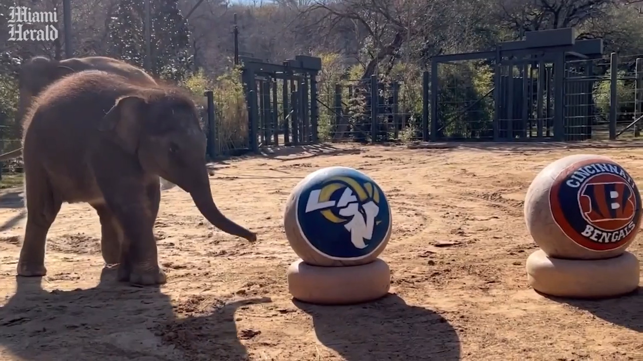 Who will win Super Bowl LVI? These cute animals place their bets