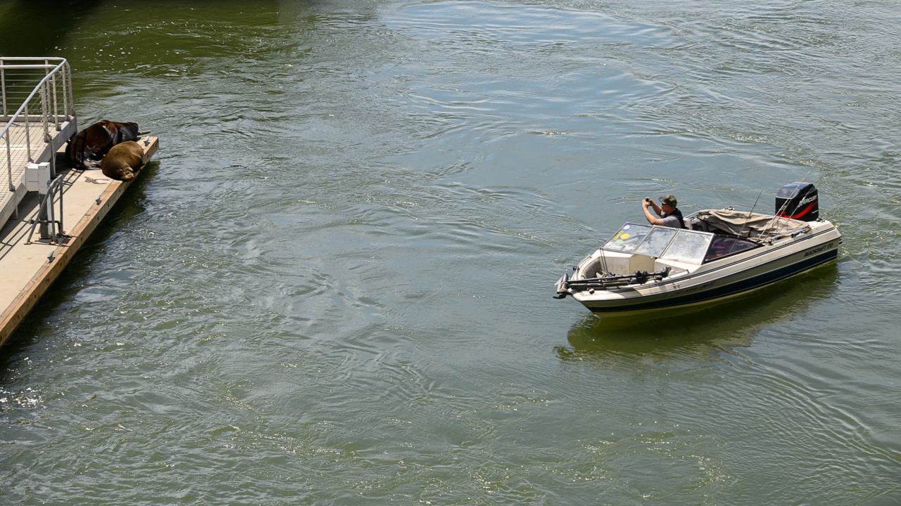 Watch sea lions lounge on the Sacramento River