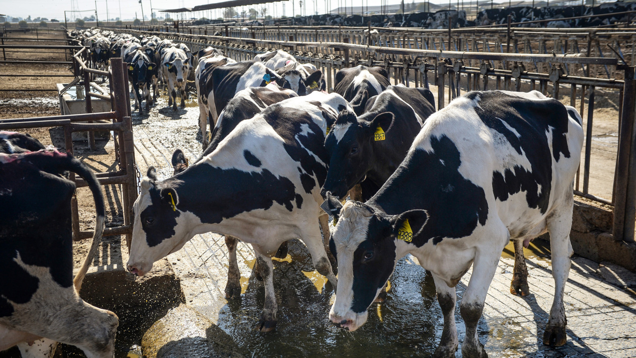 Oldest dairy farm west of the Rockies will no longer be milking cows