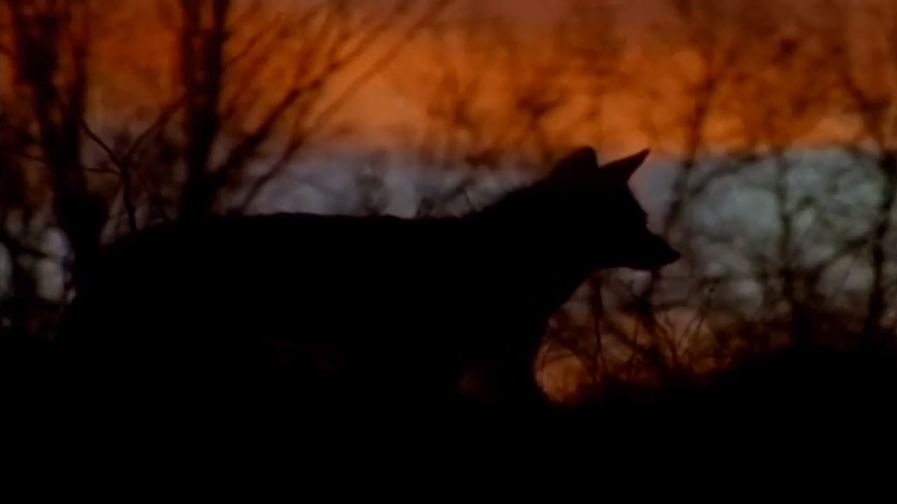 Coyote spotted by police in Johnson County neighborhood. What to do if you see one