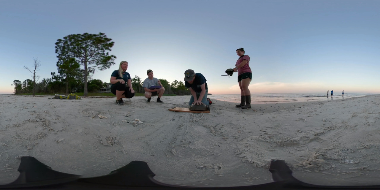 360 video: SC DNR staffers handle horseshoe crabs