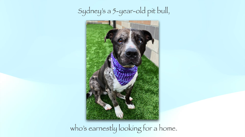 Pet Tales: Sydney the happy-go-lucky pitbull needs a new home