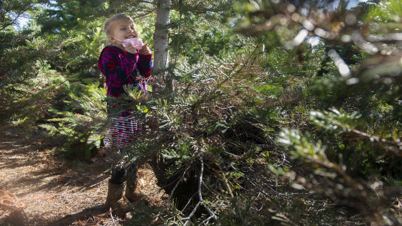 See how the pandemic has changed operations at this Placerville Christmas tree farm