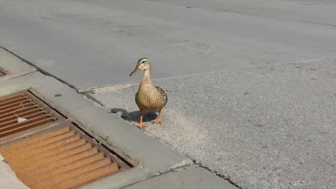 Baby ducks rescued in downtown Wichita