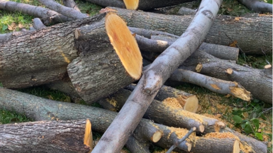 Dispose of your downed tree branches at this free Wichita drop-off location