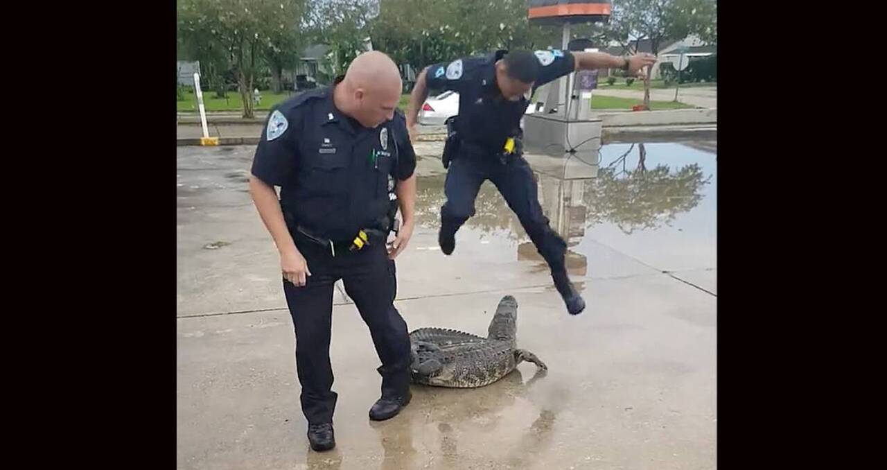 Sheriff's deputy's dances away from alligator
