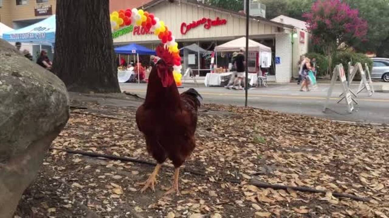 Check out the Fair Oaks Chicken Festival