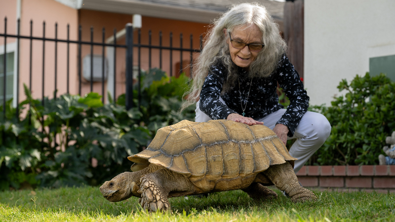 A 22-year-old tortoise named Slim Shady is seeking a new home. Could he be yours?