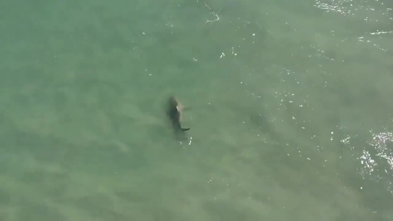 Garden City Pier video of shark swimming in ocean | Myrtle Beach Sun News, image size:1280x720