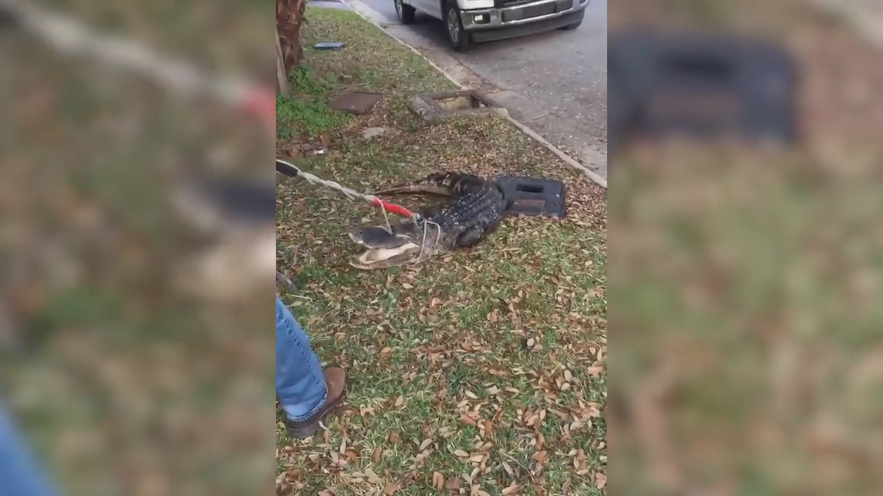 7-foot alligator found in a Mississippi storm drain