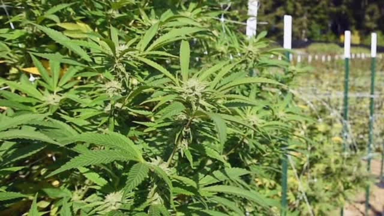 SLO staff suggests allowing 3 marijuana stores, indoor cultivation only