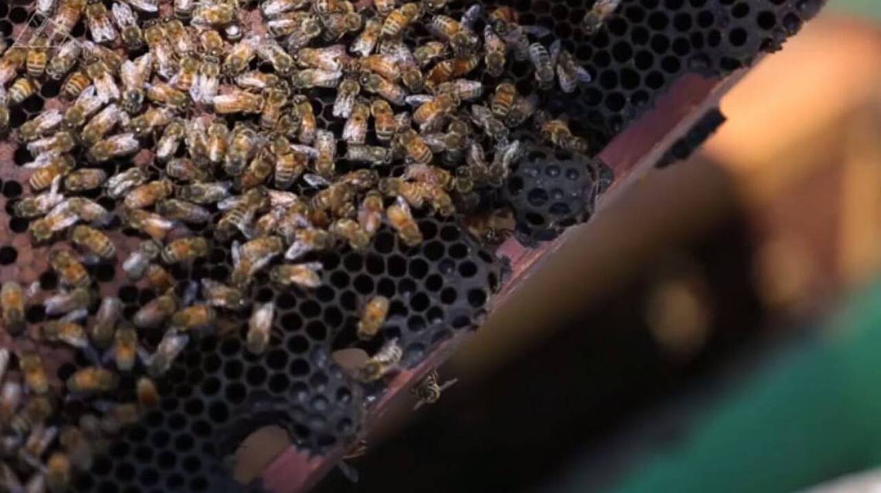 Drought threatens livelihood of California beekeepers