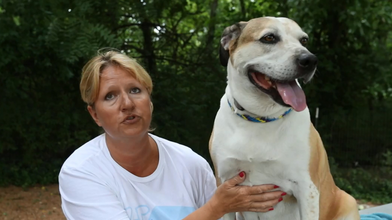 Video of O'Fallon dog seems to show grief at owner's departure. Do dogs really get sad?