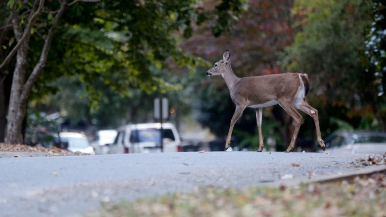 Deer hang out in Tega Cay neighborhood