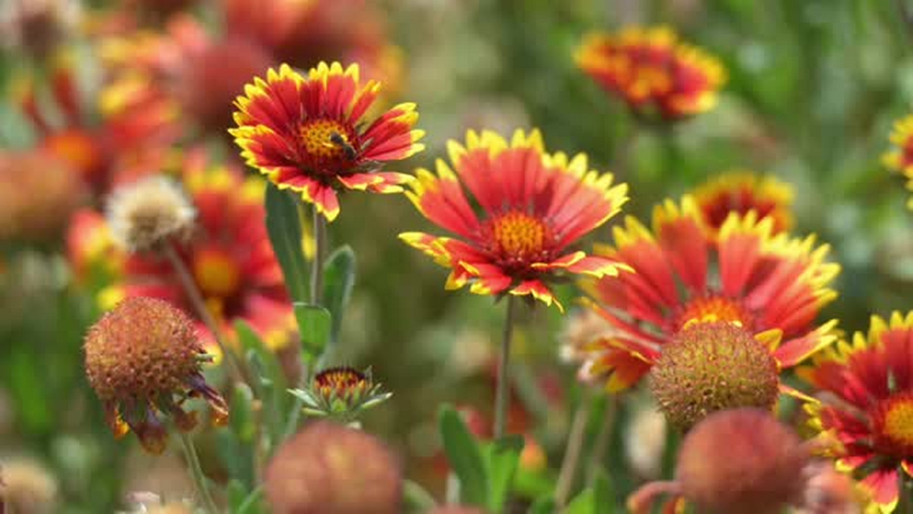 Video: Drought tolerant yard full of color and beauty