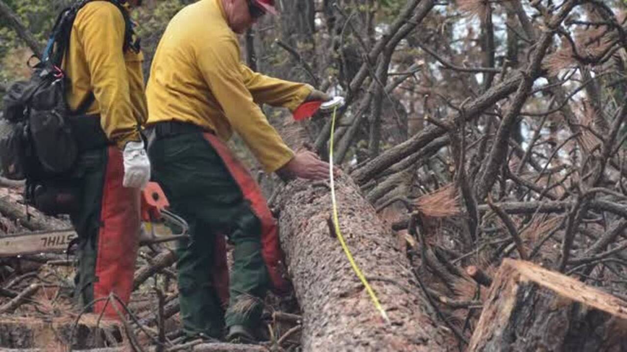 California has a staggering 66 million dead trees, Forest Service says
