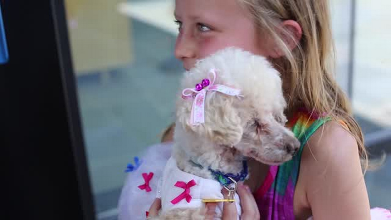 Blind poodle reunited with Concord family Charlotte Observer