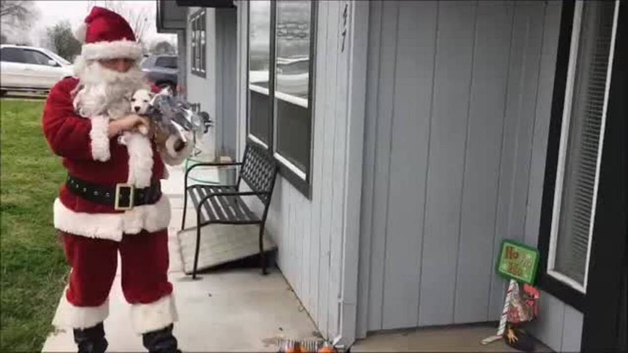 You better not shout: Santa Claus is delivering puppies on Christmas Eve for the Front Street Animal Shelter