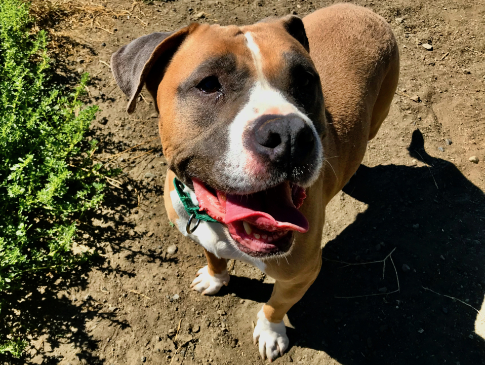 Pet Tales: Nick the Staffordshire bull terrier needs a new home