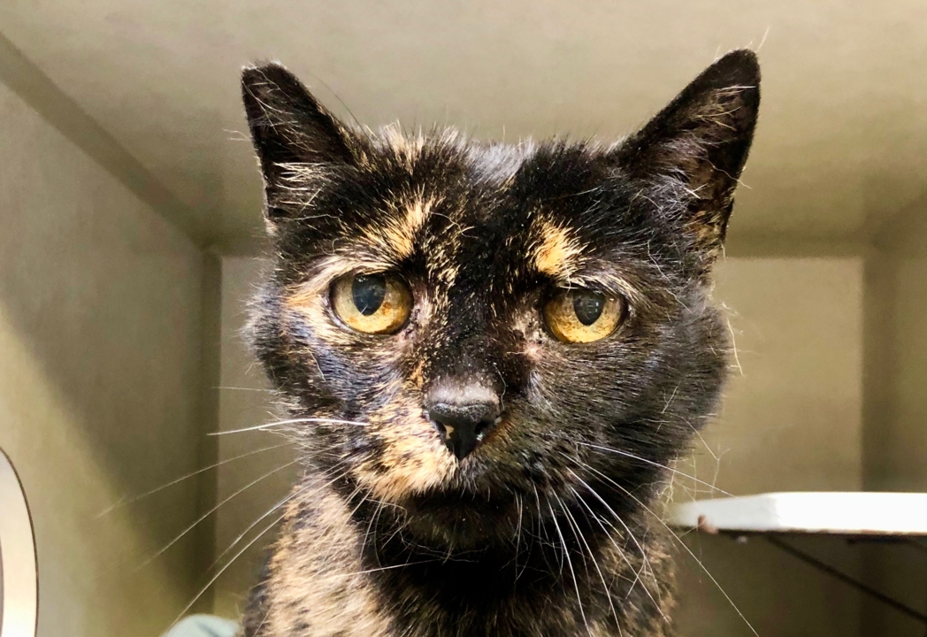 Pet Tales: Tori the tortoiseshell cat is looking for her forever home