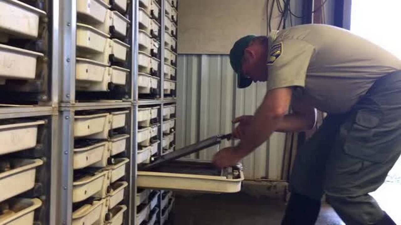 Helping salmon on Merced River