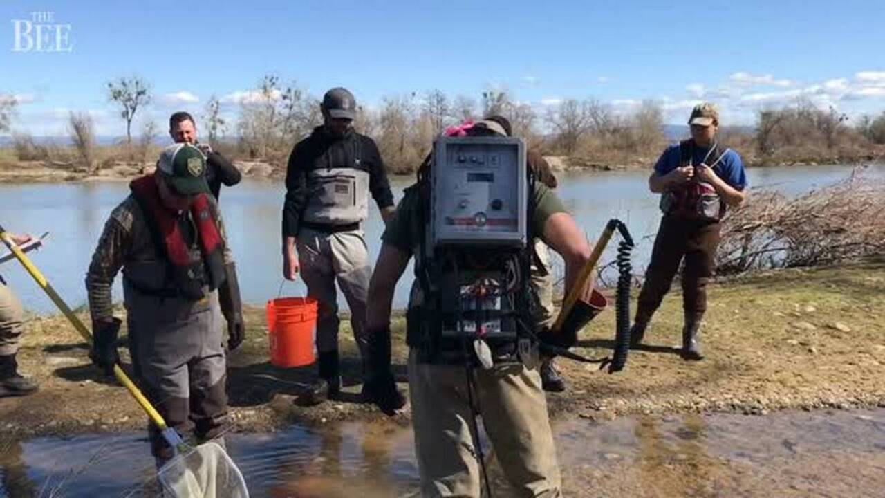 Biologists rescue stranded fish on the Feather River below Oroville Dam