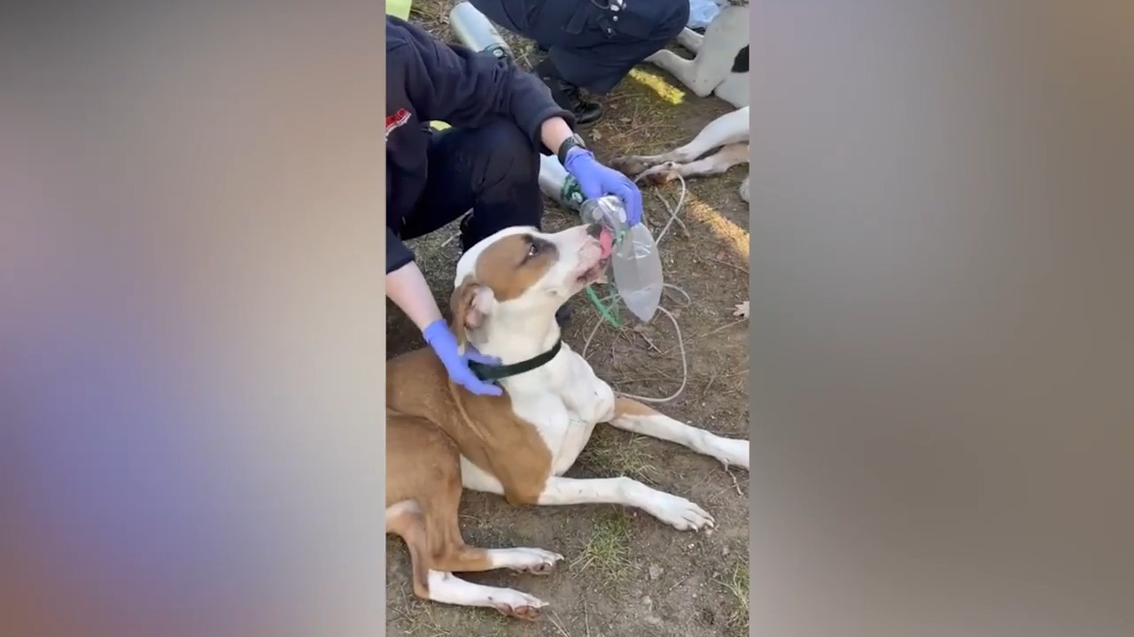 Several dogs dead, two rescued from house fire in Charlotte (Video ...
