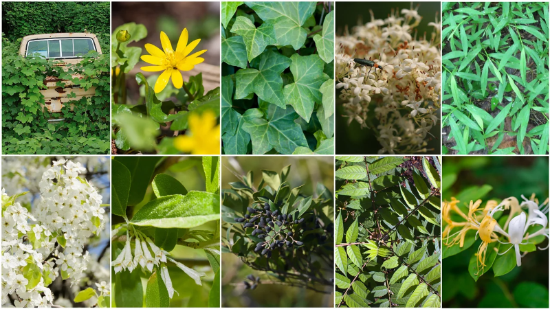 Do you have invasive plants in your yard?