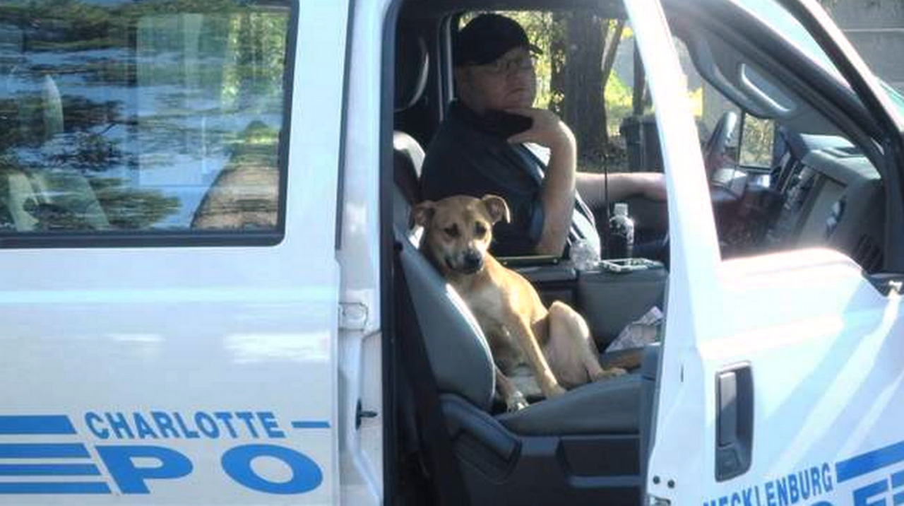 This 'Little Brown Dog' followed an animal control truck until it stopped