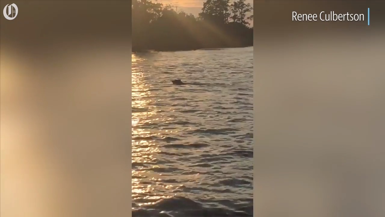 Couple saw a dog struggling in a SC river. It was actually something much larger