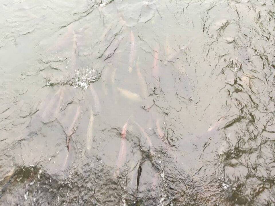 Fishing line: Sturegon bite explodes in Suisun Bay