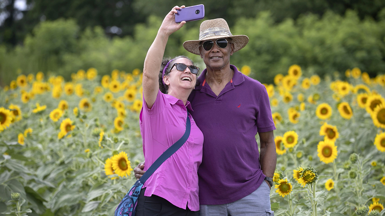 Dix Park sunflowers returning to Raleigh in 2021. When you can see them.