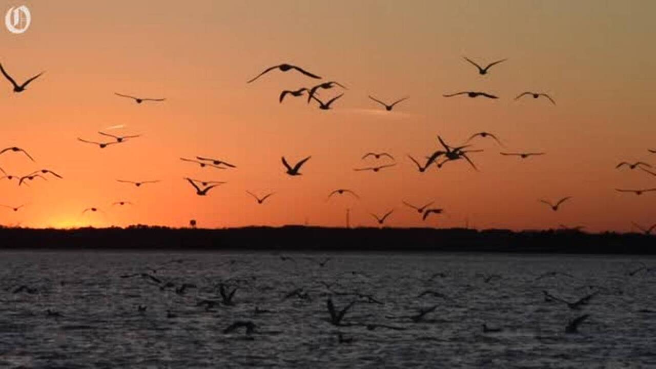 Want to see an amazing sight? 10,000-15,000 gulls Winter roost on Lake Norman