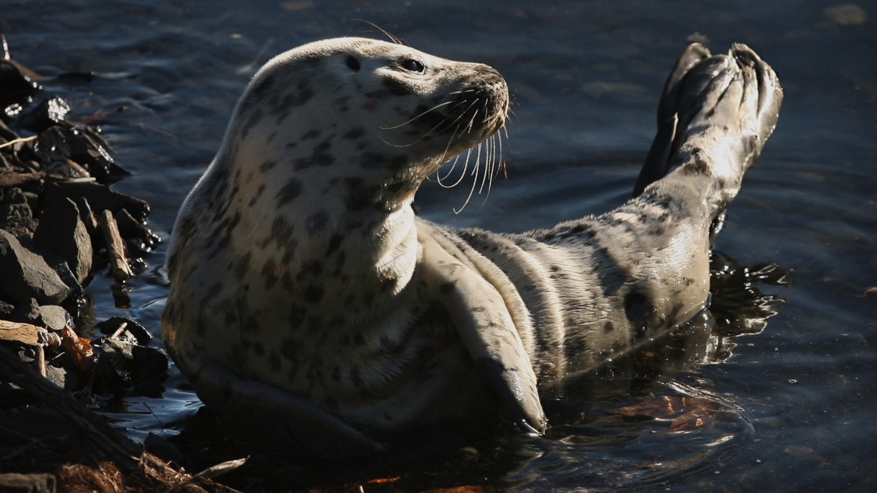 See that seal pup on the beach? Leave it alone, marine experts say