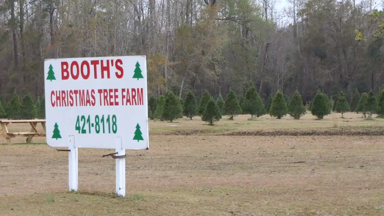 Booth Farm: Only real Christmas tree farm in Horry County | Myrtle ...