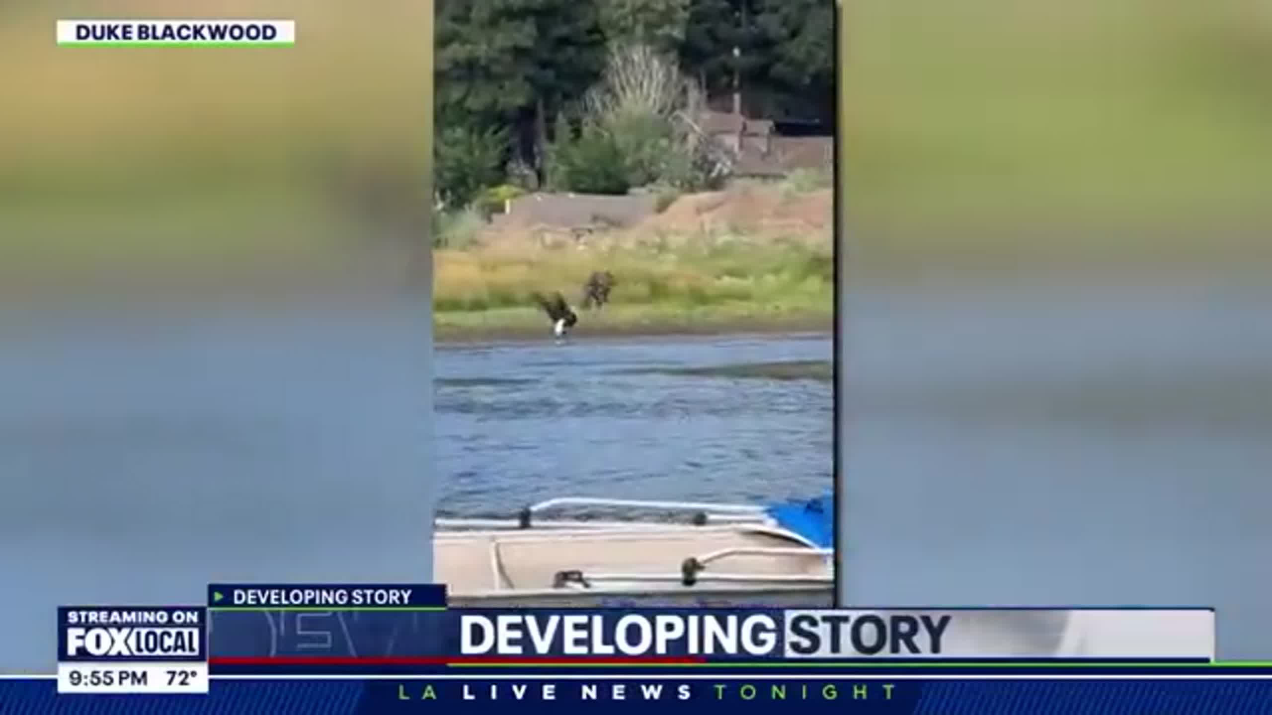New video shows Jackie of Big Bear in fight with two other bald eagles