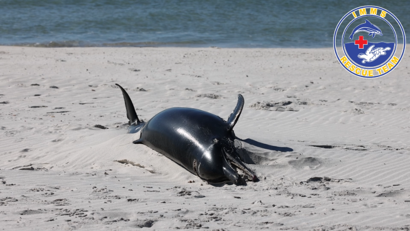 Pantropical Spotted dolphins stranded on Petit Bois Island