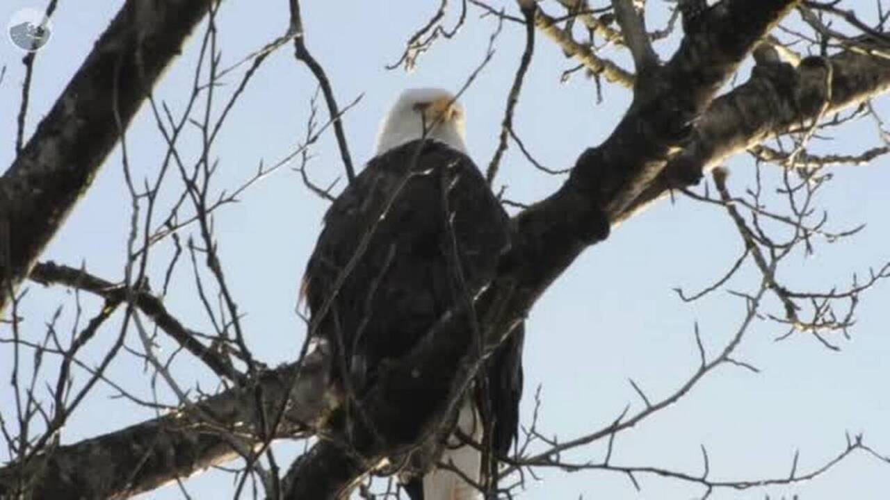 Eagles on the Skagit, gift-giving ideas among holiday fun
