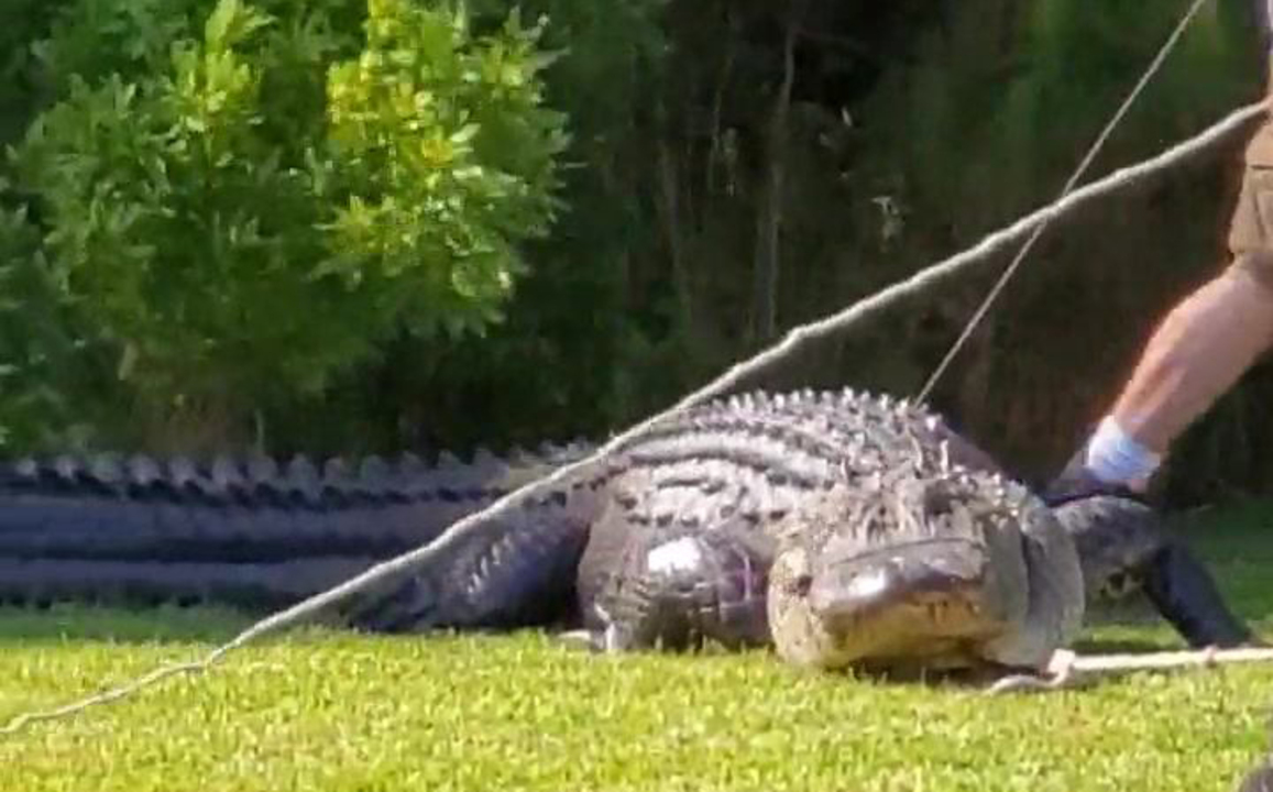 Huge, angry alligator puts up fight as it’s removed from SC neighborhood, video shows