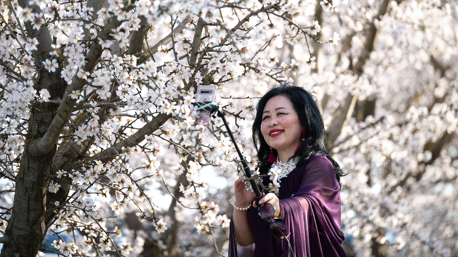 How to view almond blossoms in & near Stanislaus County CA