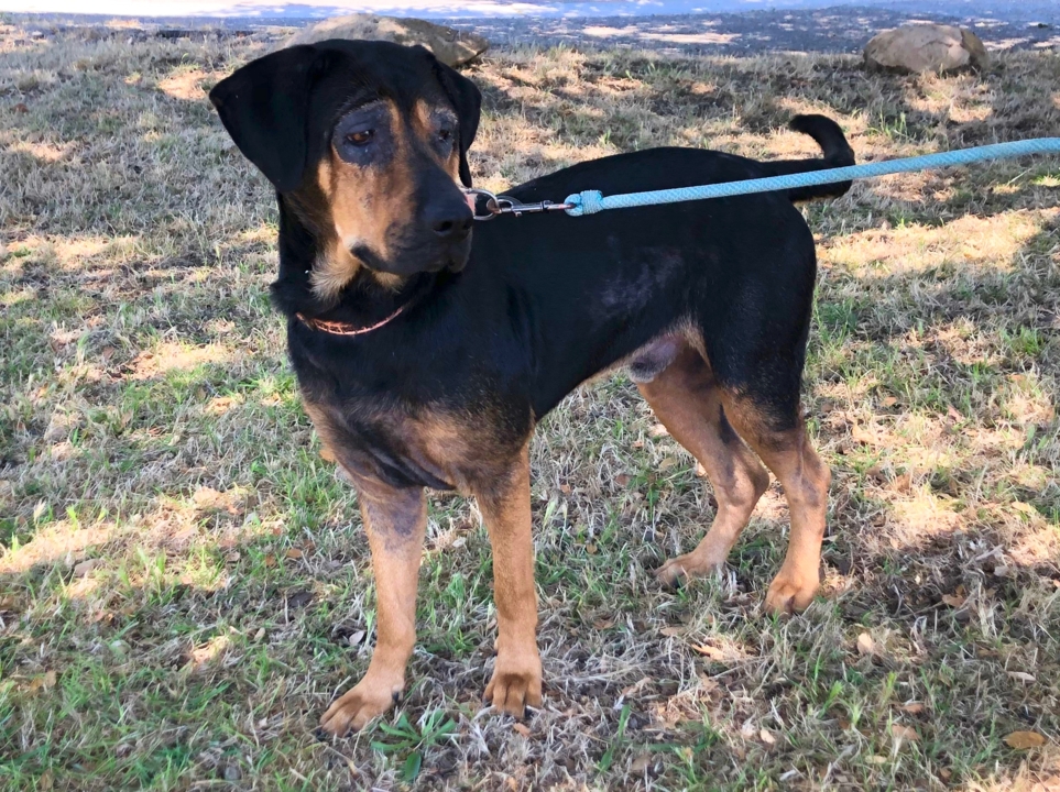 Pet Tales: Meet Cody, a coonhound mix looking for a loving home