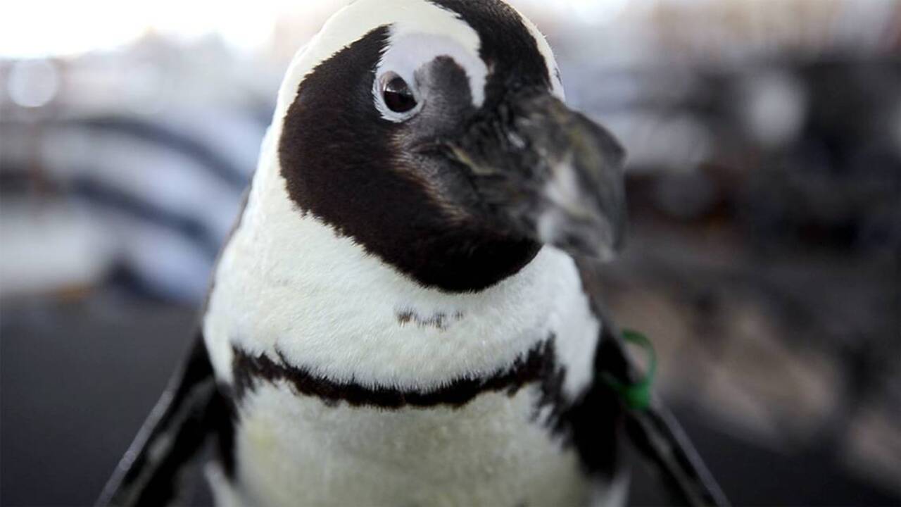 What brought a penguin to the Lowcountry?