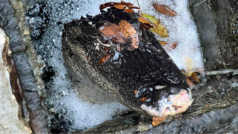 Video of Hilton Head gator hobbling to lagoon after trapped in storm drain for months