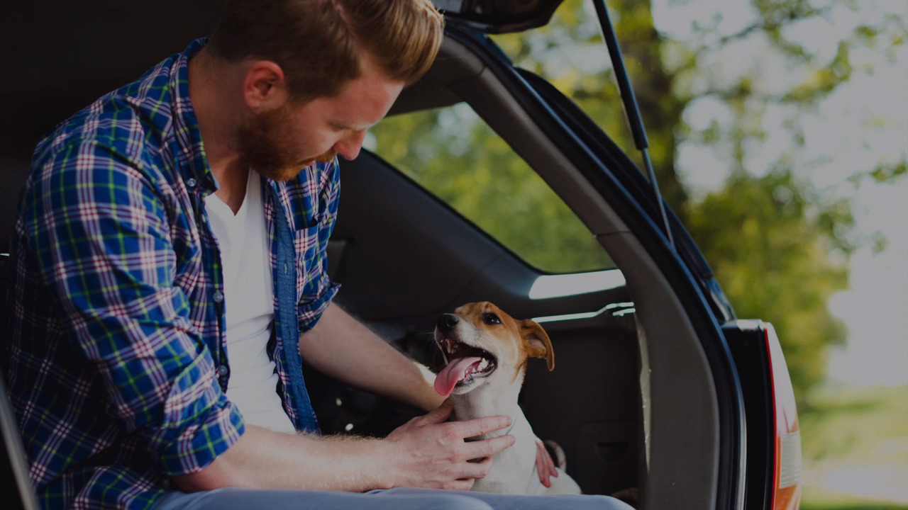 How to travel with your dog