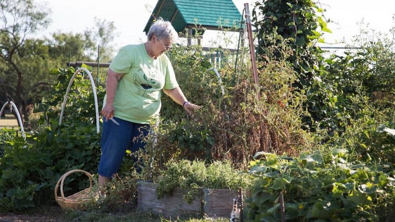 In 90 Seconds: How to take care of outdoor plants during a winter freeze
