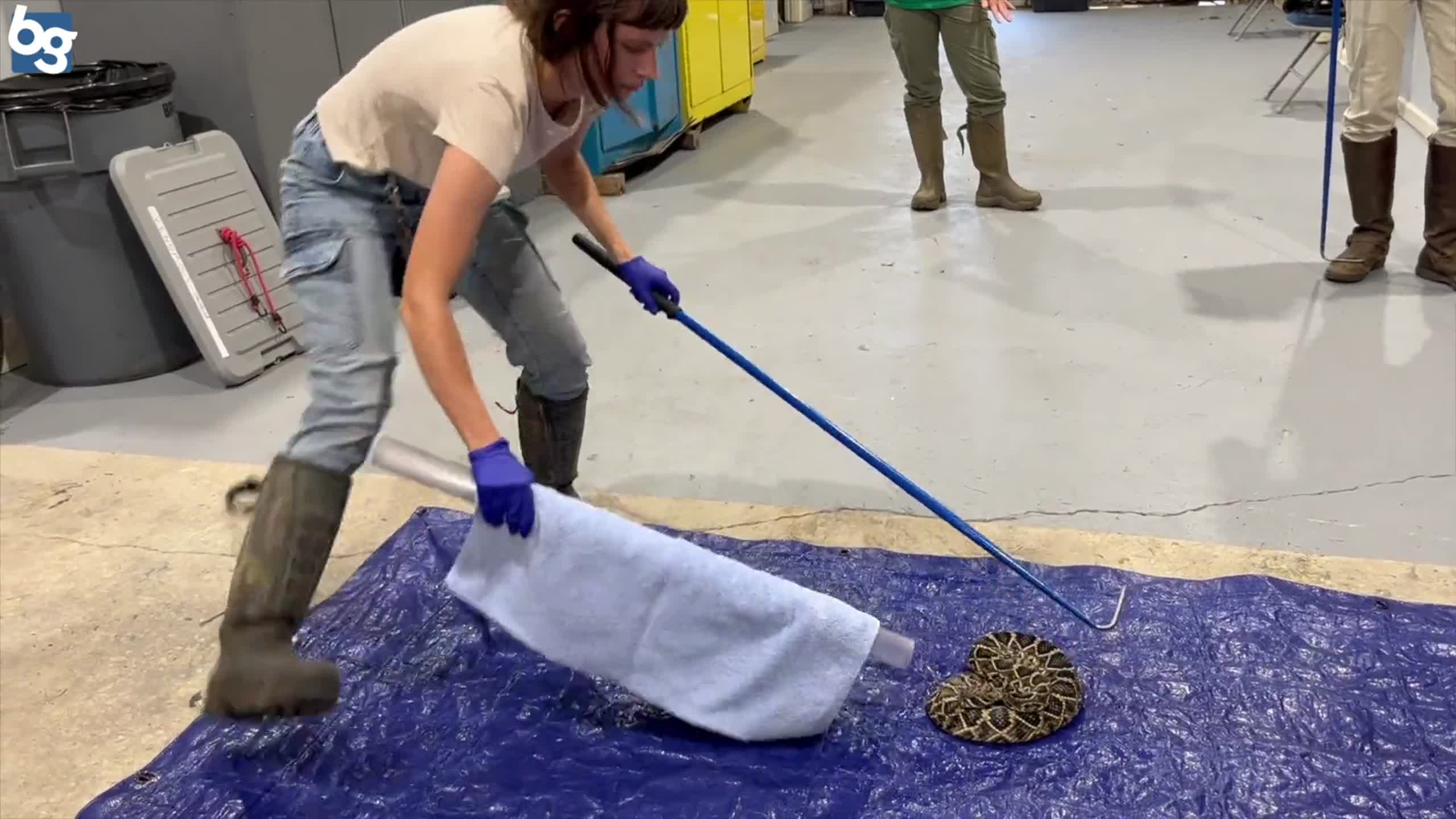 Watch as a microchip is inserted under a rattlesnakes skin captured on Parris Island
