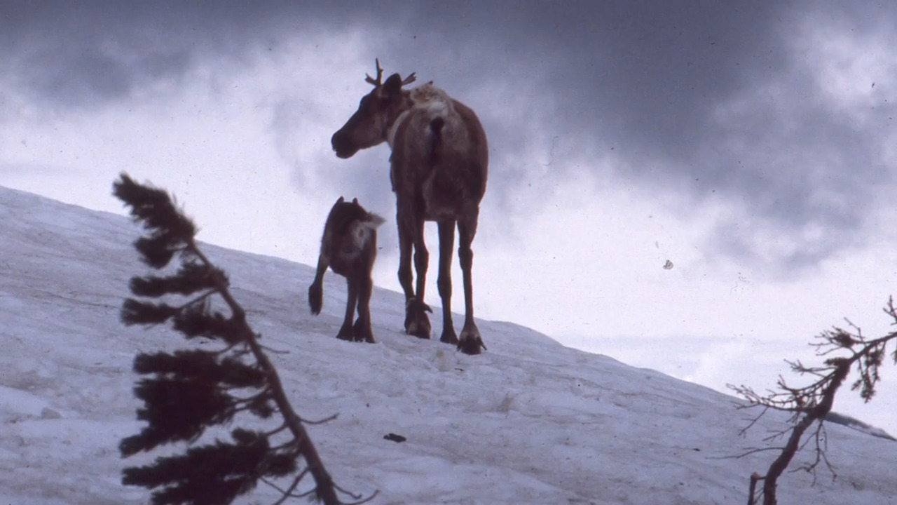 What extinction in Idaho looks like: Last caribou captured, ending conservation program