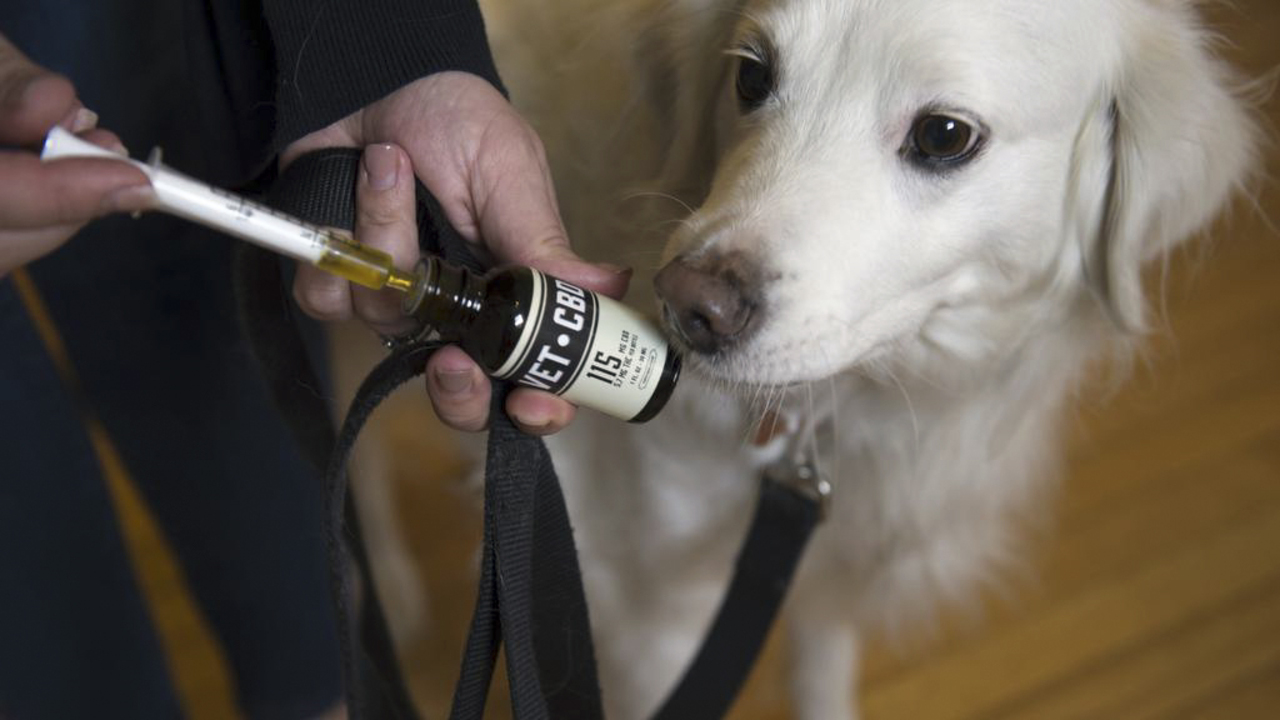 Pot for pets? Veterinarians want freedom to recommend like medical doctors