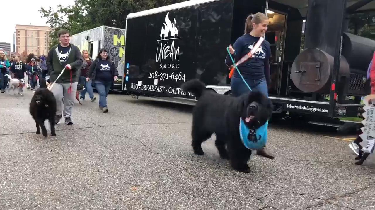 So many happy tails at See Spot Walk